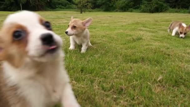 Grupo de galés Corgi cachorro corriendo, 4k — Vídeos de Stock