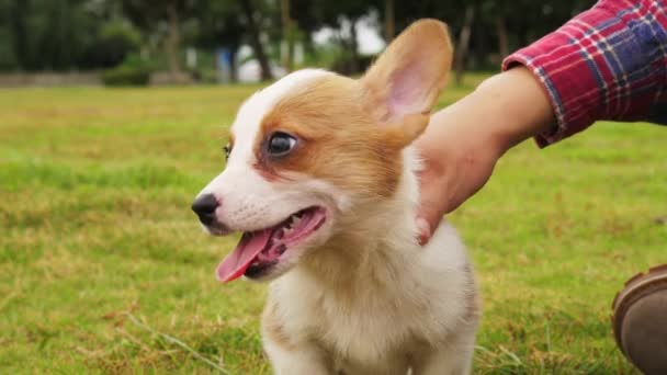 Close-up van Welsh Corgi puppy beroerte door man hand — Stockvideo