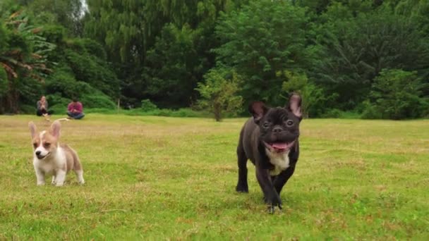 Забавный черный щенок французского бульдога бегает, 4K — стоковое видео