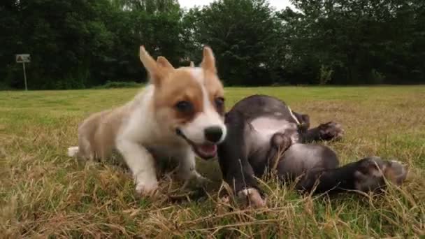 Grupo de cachorro encantador jugando al aire libre, 4k — Vídeo de stock