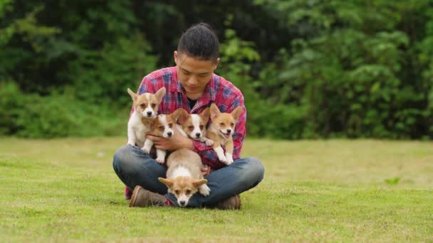 Ung asiatisk man innehar fem Corgi valpar i arm, 4K — Stockvideo