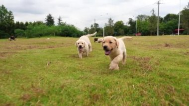 Açık havada çalışan güzel köpek yavrusu Grubu, 4k