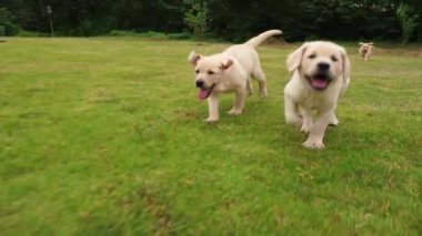 Açık havada çalışan güzel köpek yavrusu Grubu, 4k