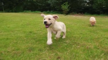 Açık çalışan iki mutlu güzel köpek yavrusu, 4k