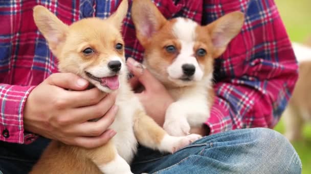 Mooie puppy Corgi Dog in man's arm, 4k — Stockvideo