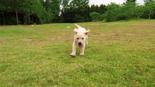 Один восхитительный щенок бежит к камере под открытым небом, 4K — стоковое видео