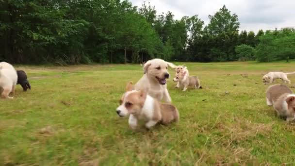 Grupo de cachorro encantador jugando al aire libre, 4k — Vídeo de stock