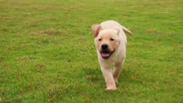 Precioso cachorro Labrador corriendo a la cámara en el césped, 4k — Vídeo de stock
