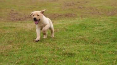 Açık havada çalışan güzel köpek yavrusu grubu, 4k
