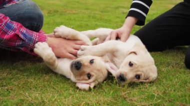 Köpekleri açık havada gençler, 4k