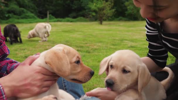 Jovem casal em conjunto com seus cães ao ar livre — Vídeo de Stock