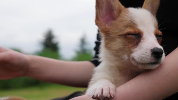 Lovely puppy Corgi dog in womans arm, 4k — стоковое видео