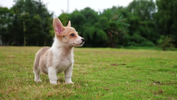 一个威尔士科尔吉小狗户外 ， 4k — 图库视频影像