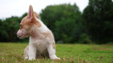 Bir Galce Corgi köpek açık, 4k yakın