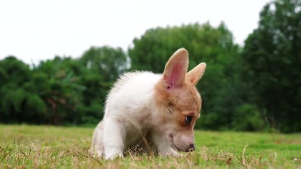 Jedna výstraha Welsh Corgi, venkovní štěně, 4k — Stock video