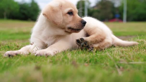 Primer plano de un cachorro Labrador reposo al aire libre, 4k — Vídeos de Stock