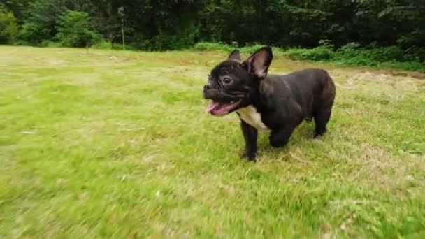 Un perrito Bulldog francés negro divertido corriendo a la cámara en cámara lenta con ángulo bajo, 4k — Vídeo de stock