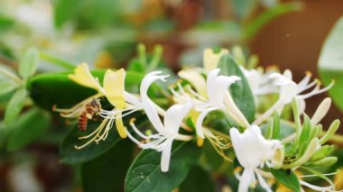 Bal arısı çiçekleri etrafında uçuşan nektar polenleri topluyor.