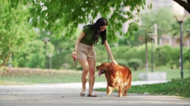 Güzel genç Çinli kadın Golden Retriever köpeğini gezdiriyor.