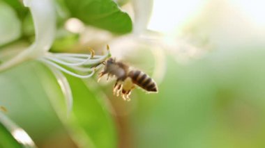 Bal arısı çiçeğin etrafında nektar poleni topluyor