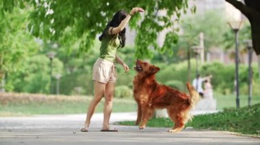 Güzel genç Asyalı kadın dışarıda Golden Retriever köpeğiyle oynuyor.