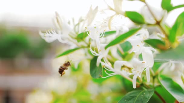 Abeja coleccionando polen de néctar volando alrededor de las flores de madreselva — Vídeo de stock