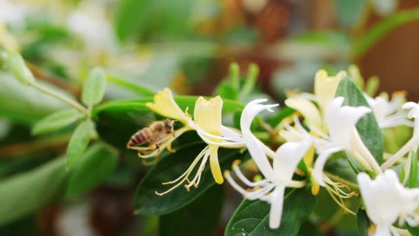 Honigbiene sammelt Nektarpollen, die um Geißblatt-Blüten fliegen — Stockvideo