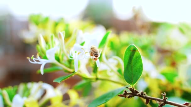 Abeja coleccionando polen de néctar volando alrededor de las flores de madreselva — Vídeo de stock