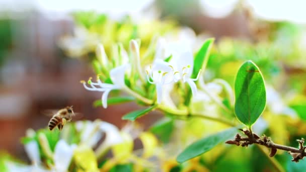 Honigbiene sammelt Nektarpollen, die um Geißblatt-Blüten fliegen — Stockvideo