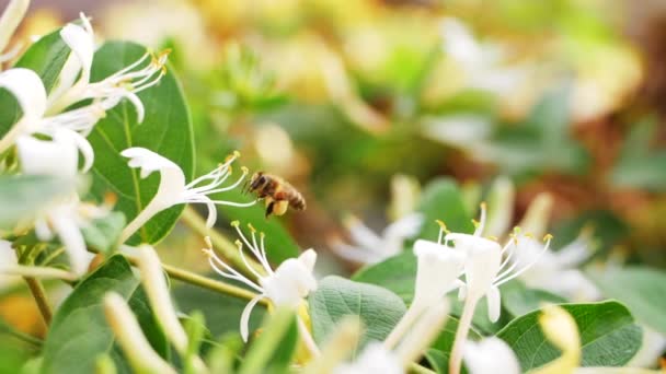 Med včela sbírá nektar pyl létání kolem zimolezu květiny — Stock video