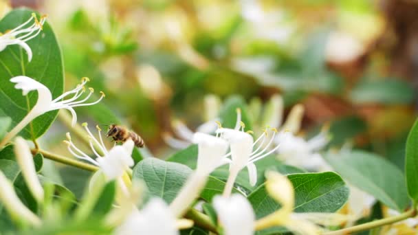 Ape miele raccolta polline nettare volare intorno fiori caprifoglio — Video Stock
