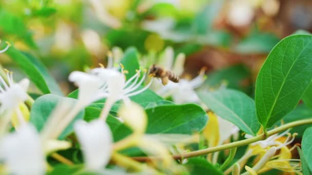 Miere de albine colectarea polen nectar care zboară în jurul caprifoi flori — Videoclip de stoc