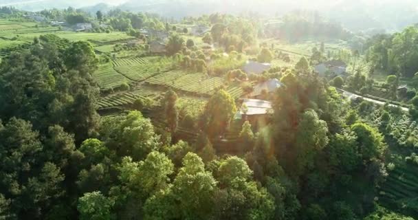 Widok z lotu ptaka z wioski Tea Farm w Syczuanie — Wideo stockowe