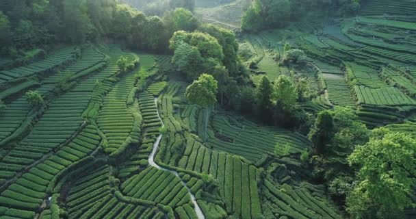 Aerial view of Tea farm in Sichuan China — Stock Video