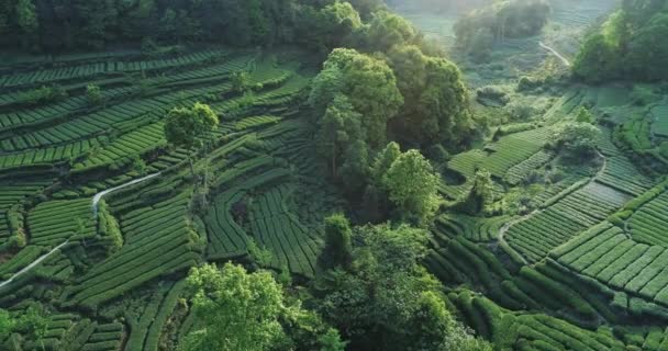 Вид з висоти на ферму чаю в китайському місті Сичуань. — стокове відео