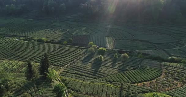 Zdjęcie drone Tea Farm w Syczuanie w Chinach — Wideo stockowe