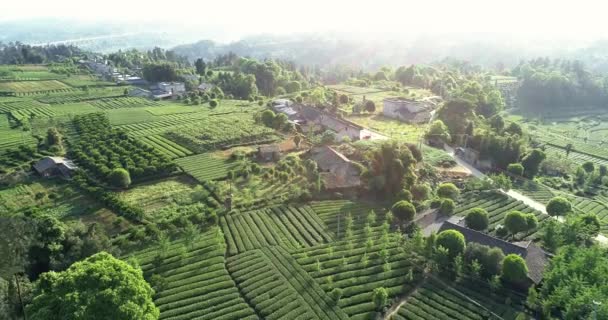 Widok z lotu ptaka na farmę herbaty w Syczuanie — Wideo stockowe