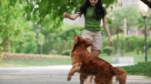 Bella giovane donna cinese a piedi Golden retriever cane all'aperto — Video Stock