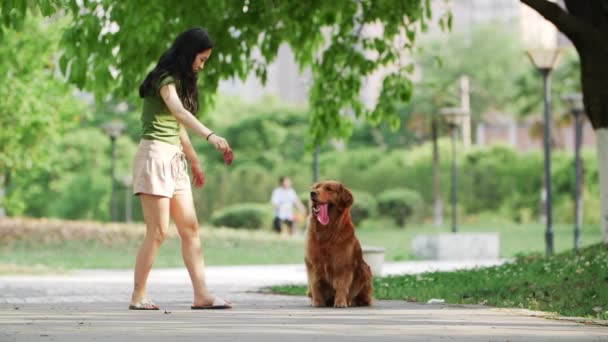 Krásná mladá asijská žena hrát s Golden retrívr pes venkovní — Stock video