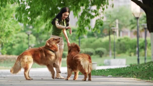 Krásná mladá Číňanka hrát s Golden retrívr pes venkovní — Stock video