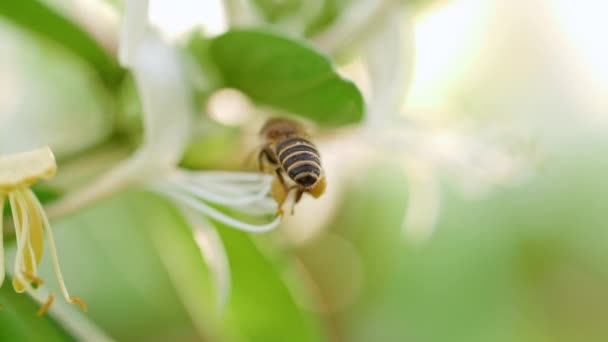 Abeja coleccionando polen de néctar alrededor de la flor — Vídeos de Stock