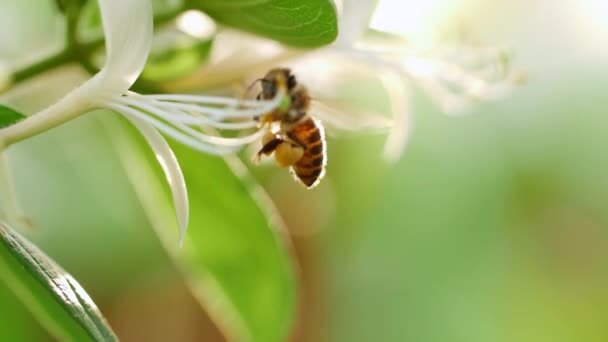 Abelha mel coletando pólen de néctar em torno da flor — Vídeo de Stock