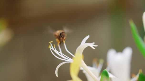 Abeja miel recolectando polen de néctar volando alrededor de la flor — Vídeo de stock
