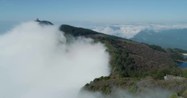 Above view Mist fog forest — Stock Video