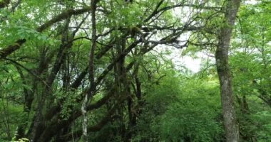 Ağaçta büyüyen yosun ormanı.