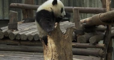 Küçük bir panda bir kütükte oynuyor.