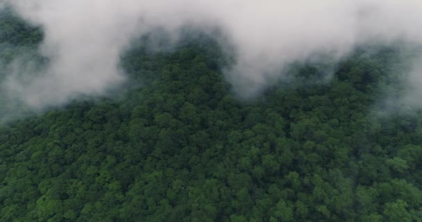 Nuages flottant sur la forêt dense — Video