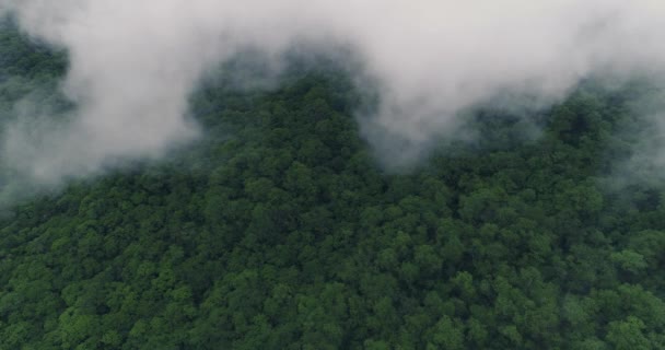 Bovenaanzicht van wolken zwevend in de lucht op bos — Stockvideo