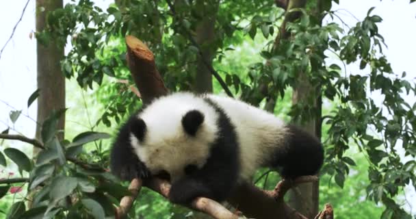 Panda-Baby windet sich auf Ästen — Stockvideo