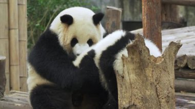 Sevimli dev panda armut ailesi birlikte oynuyor.